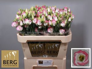 LISIANTHUS EXCAL HOT LIPS 72